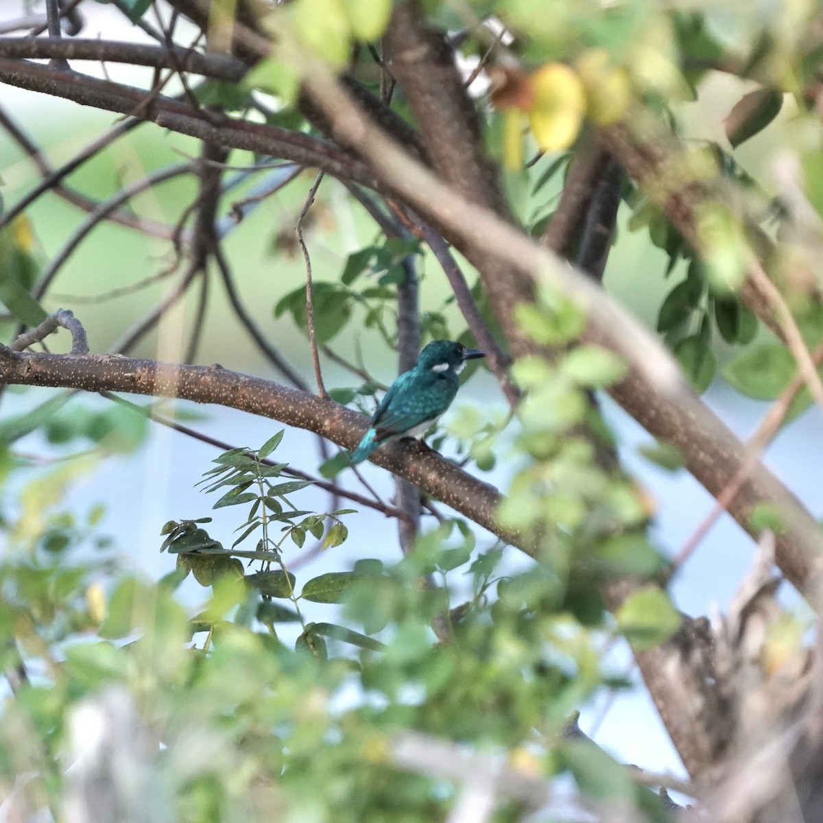 Small Blue Kingfisher - ML619238850