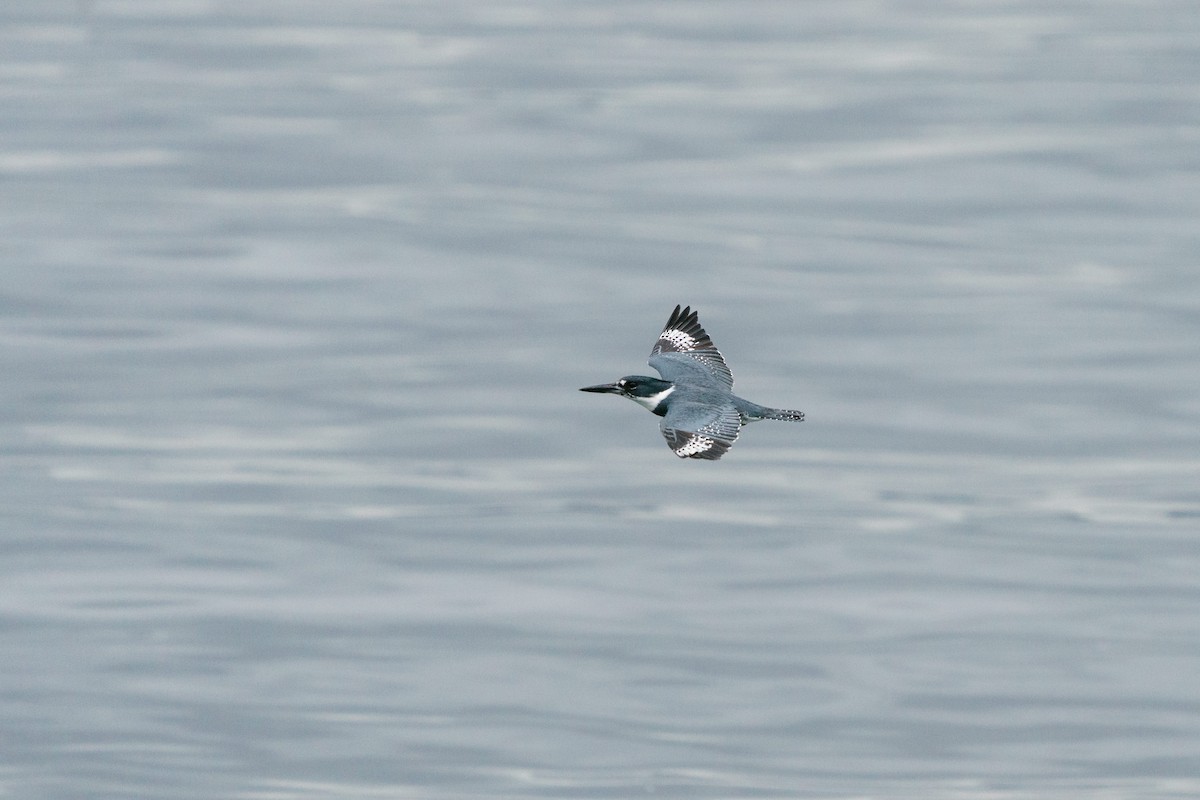 Belted Kingfisher - ML619238919