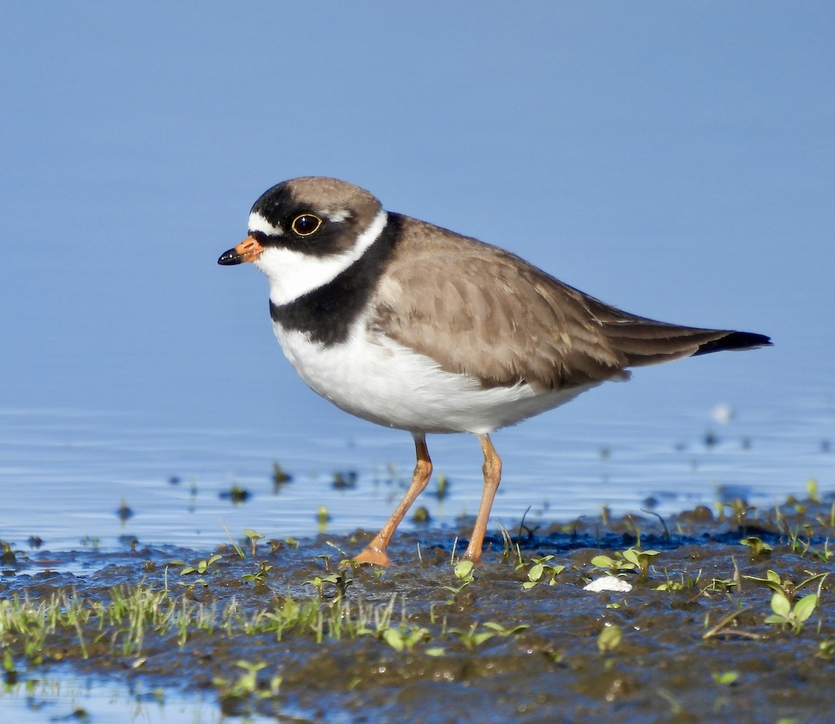 Semipalmated Plover - ML619238967