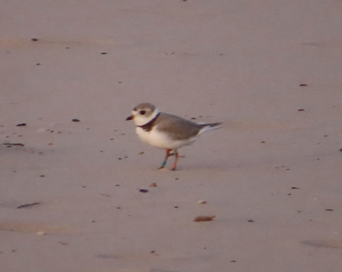 Piping Plover - ML619239013