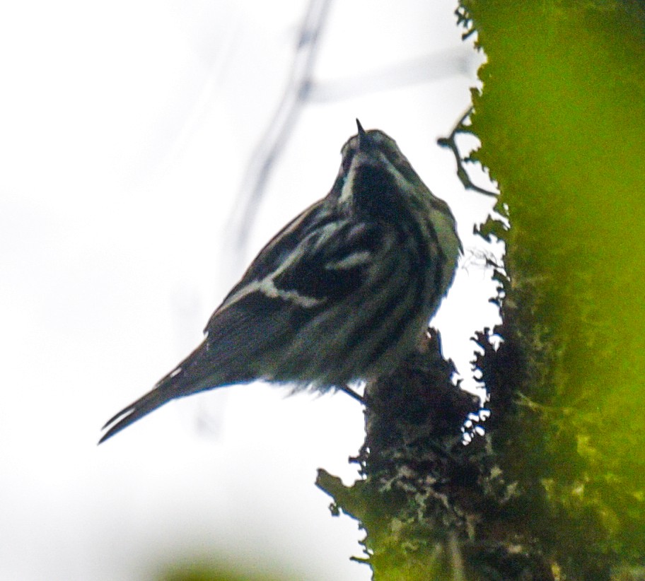 Black-and-white Warbler - ML619239035