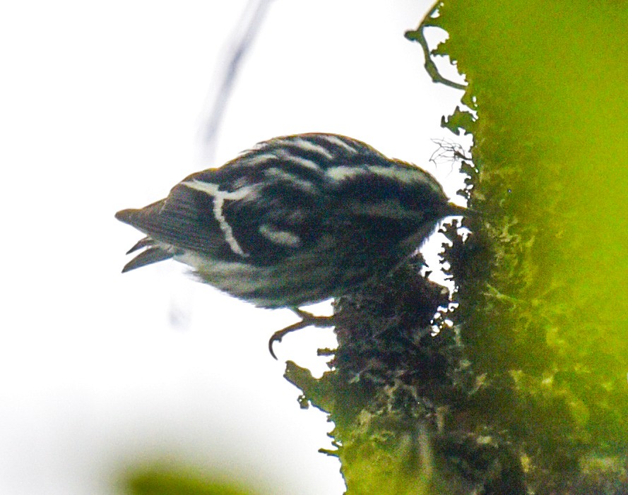 Black-and-white Warbler - ML619239036