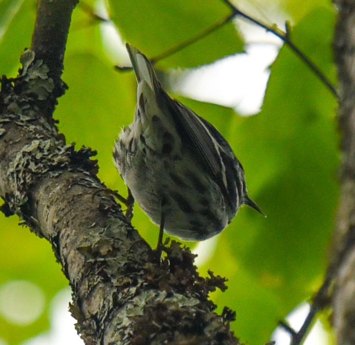 Black-and-white Warbler - ML619239037