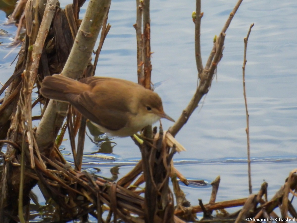 Common Reed Warbler - ML619239068