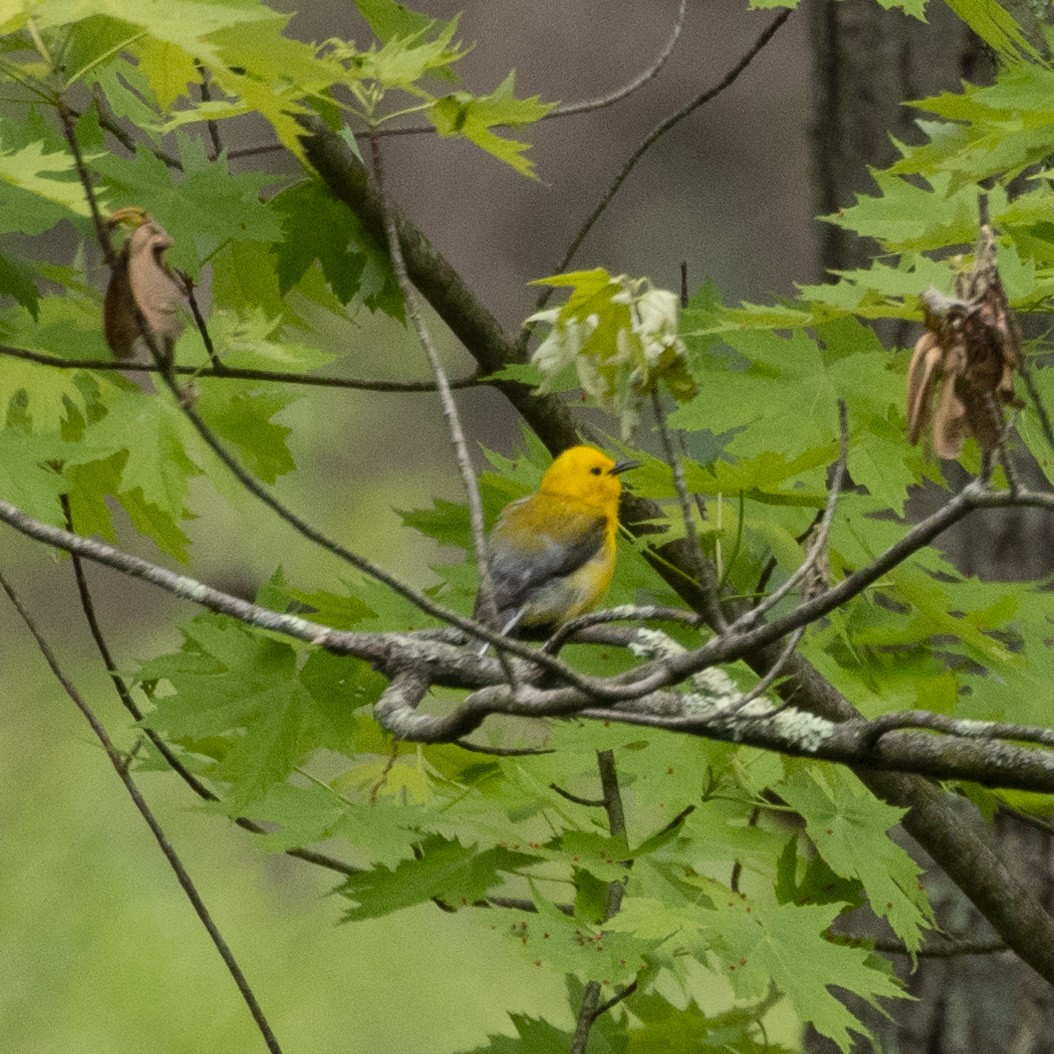 Prothonotary Warbler - ML619239090