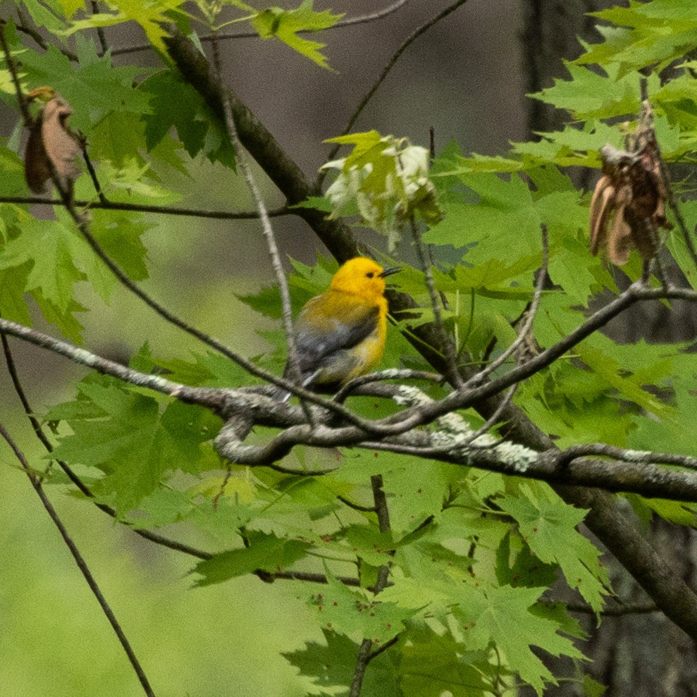 Prothonotary Warbler - ML619239094