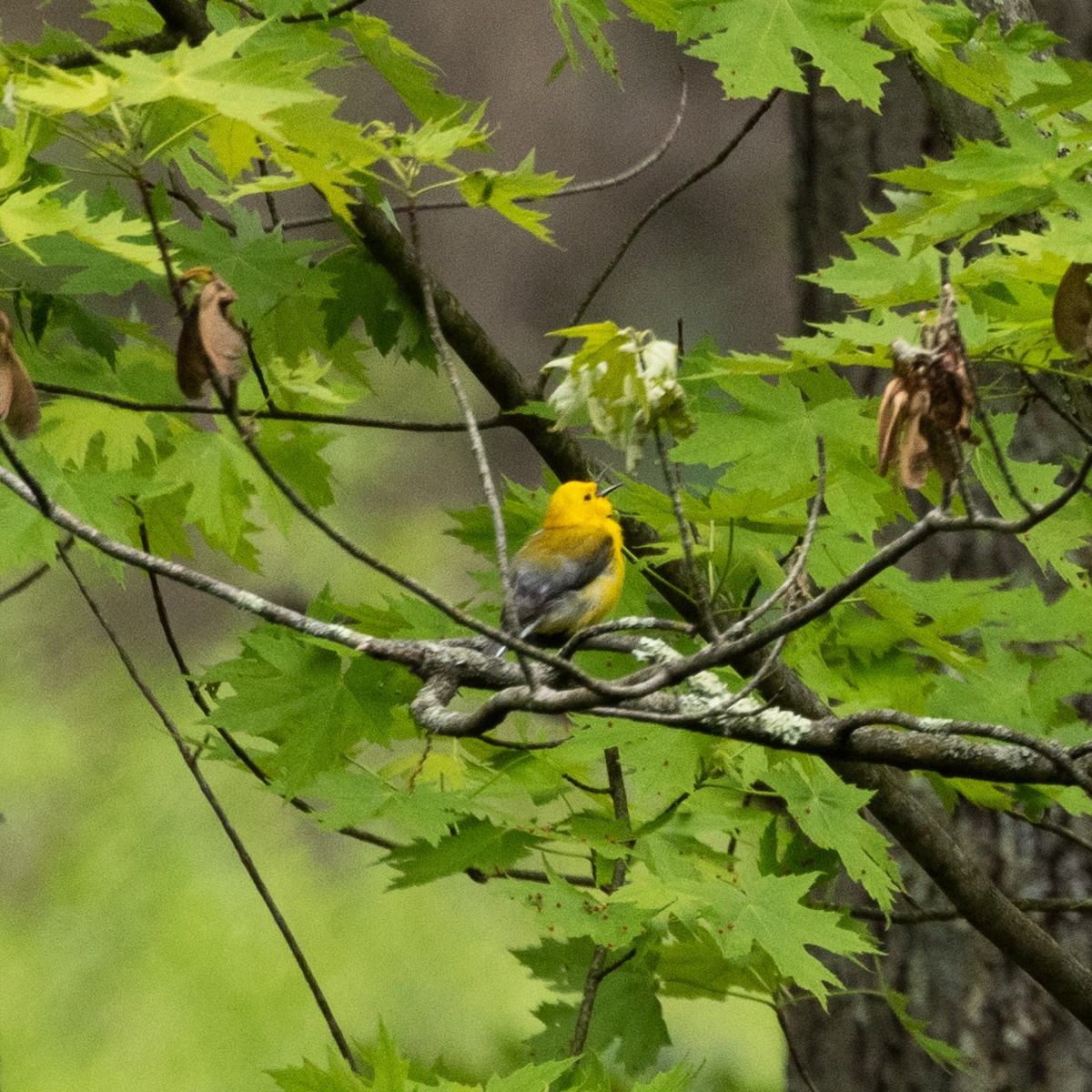 Prothonotary Warbler - ML619239103