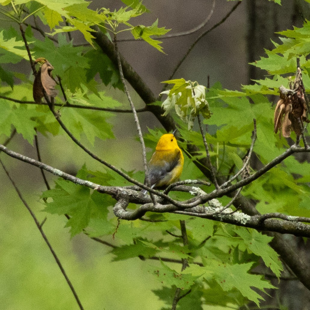 Prothonotary Warbler - ML619239120