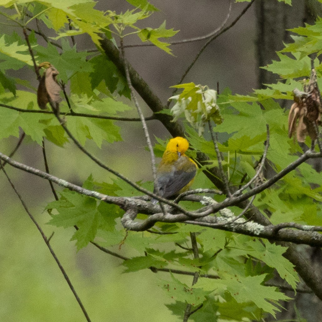 Prothonotary Warbler - ML619239133