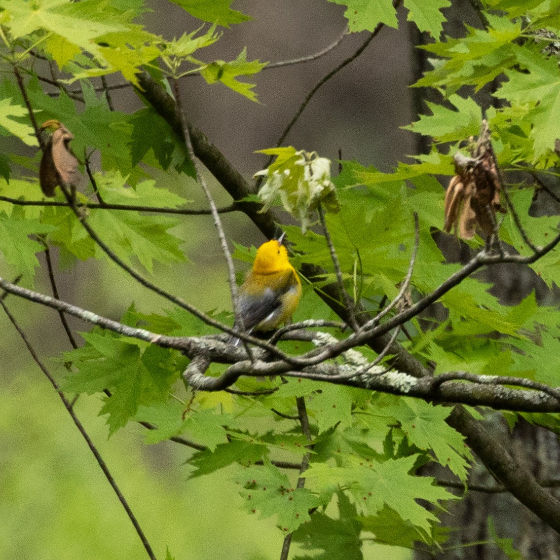 Prothonotary Warbler - ML619239152