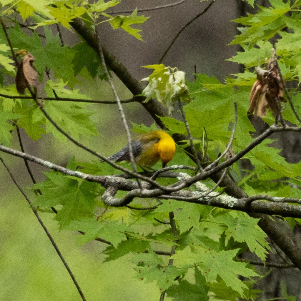 Prothonotary Warbler - ML619239169