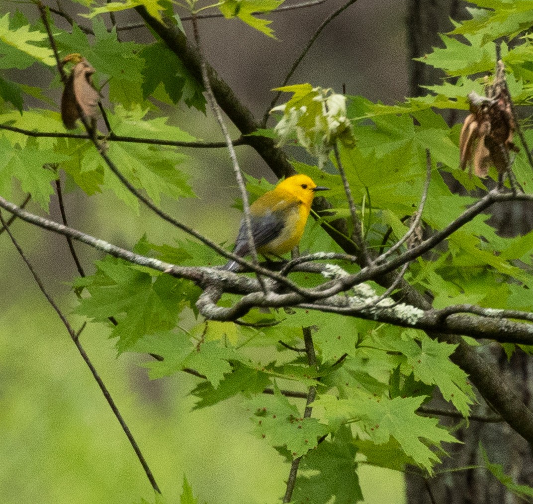 Prothonotary Warbler - ML619239172