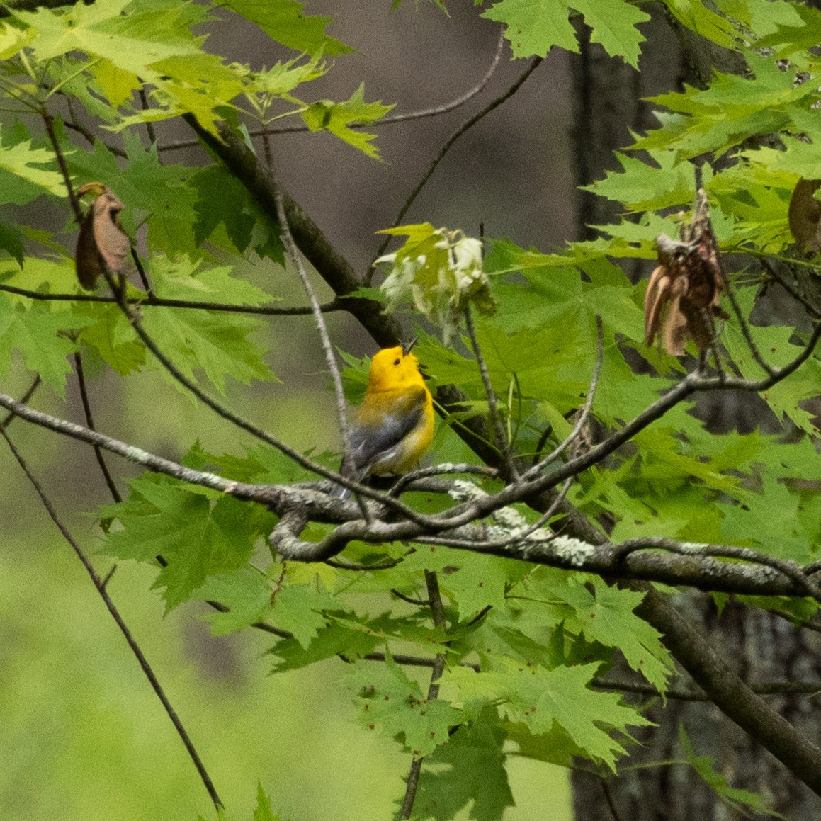 Prothonotary Warbler - ML619239179