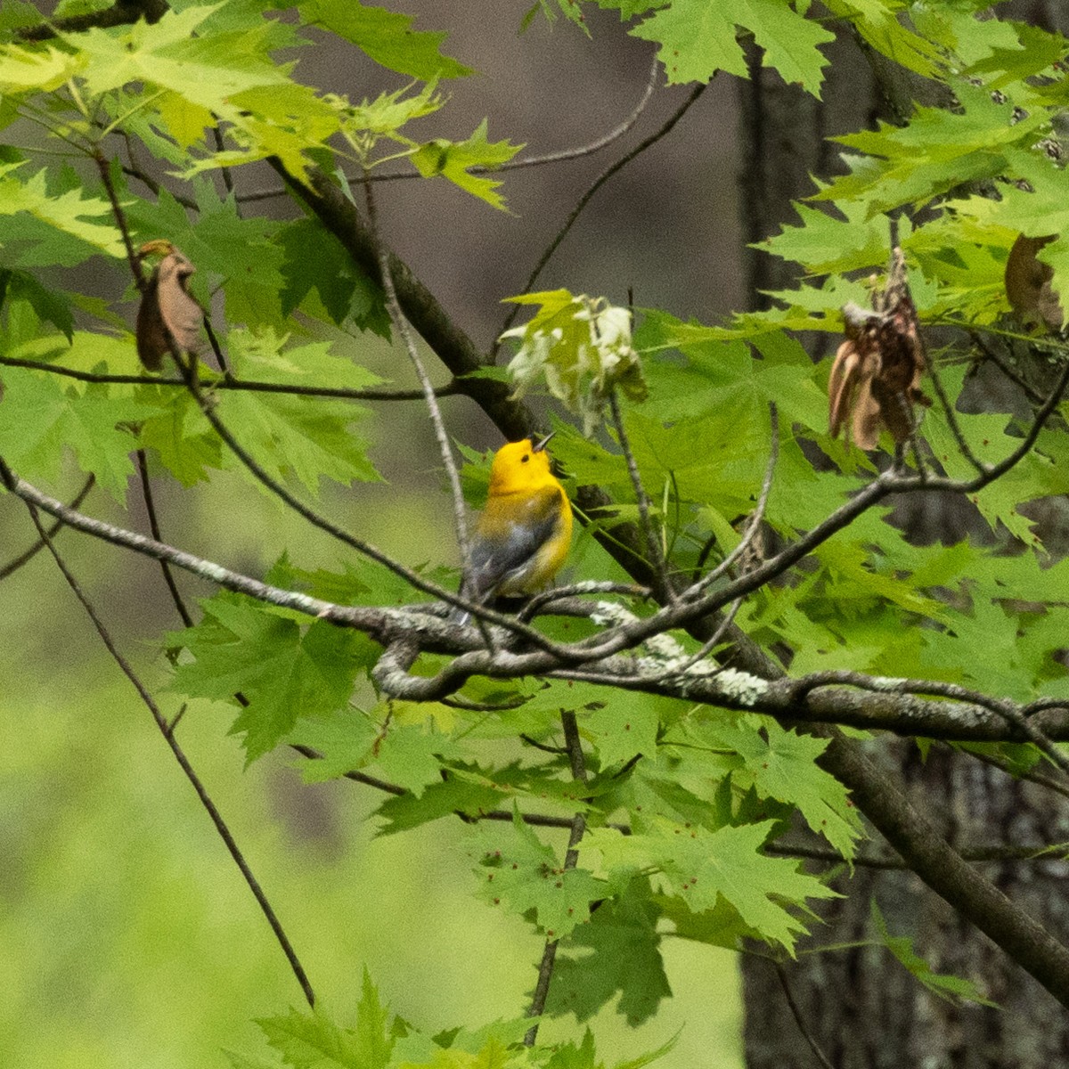Prothonotary Warbler - ML619239181