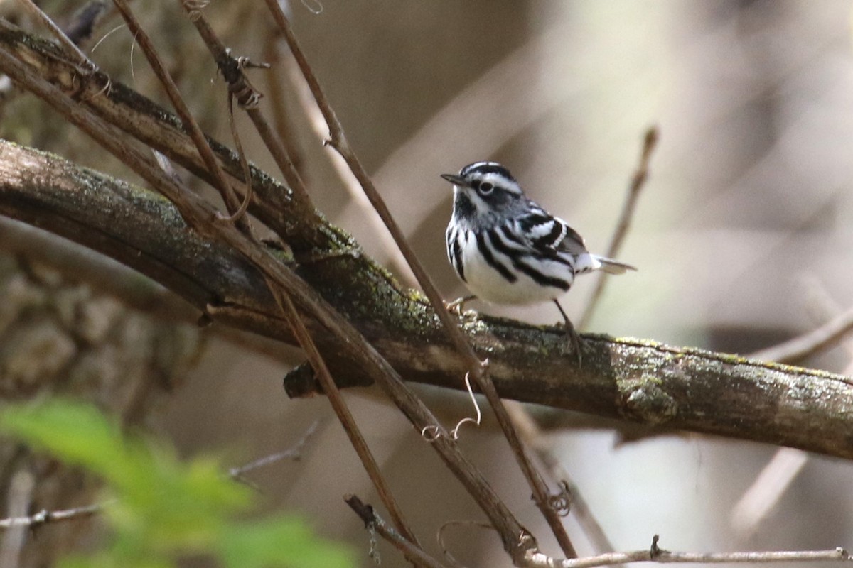 Black-and-white Warbler - ML619239185