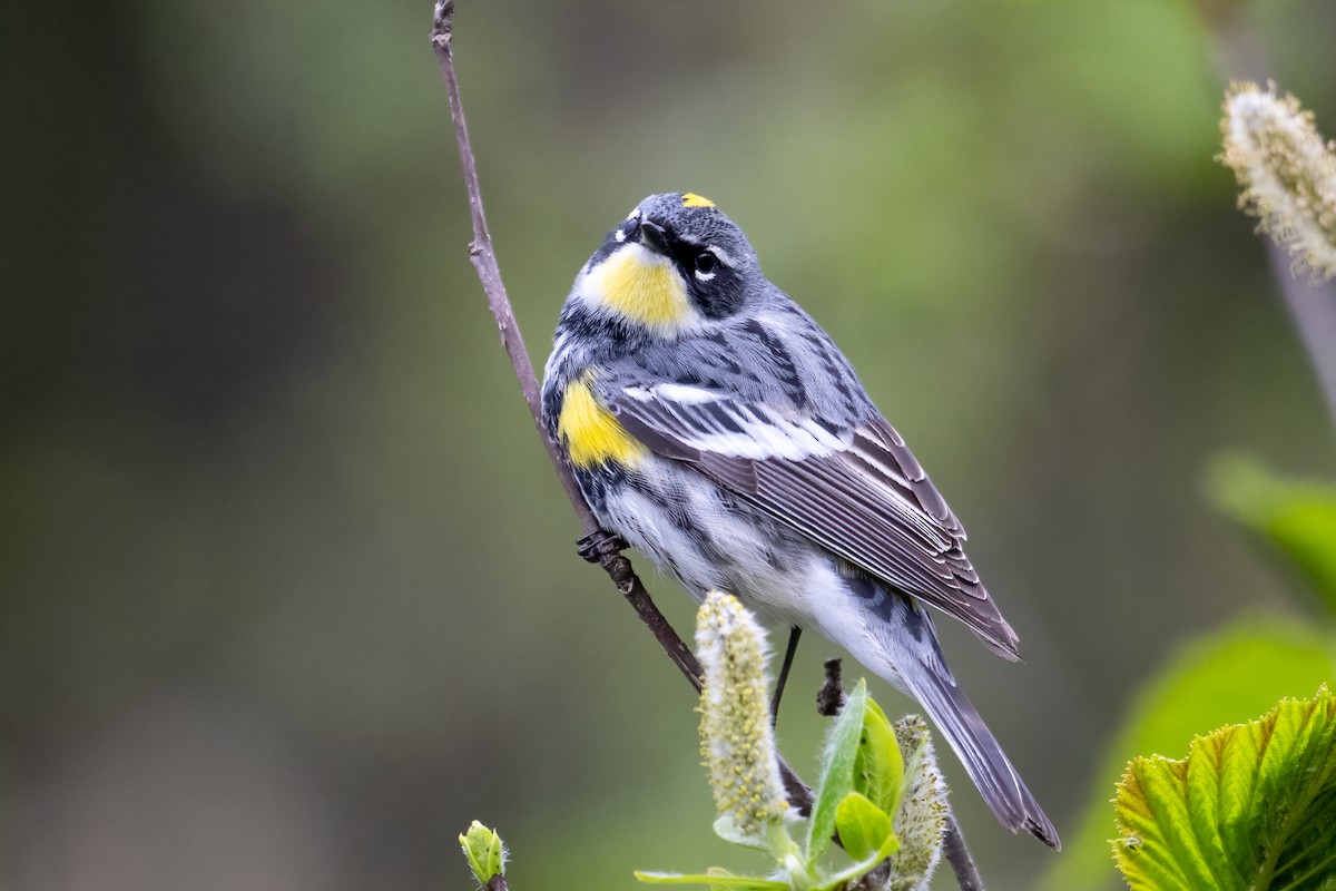 Yellow-rumped Warbler (Myrtle x Audubon's) - ML619239246