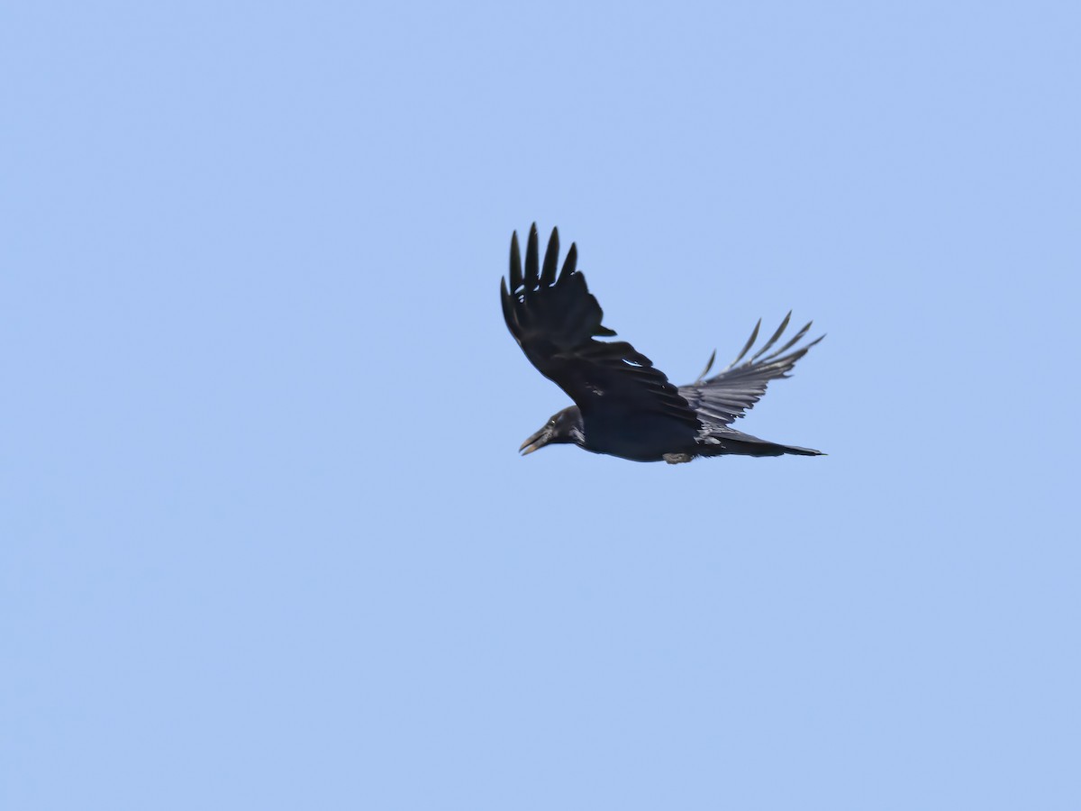 Common Raven - ML619239256
