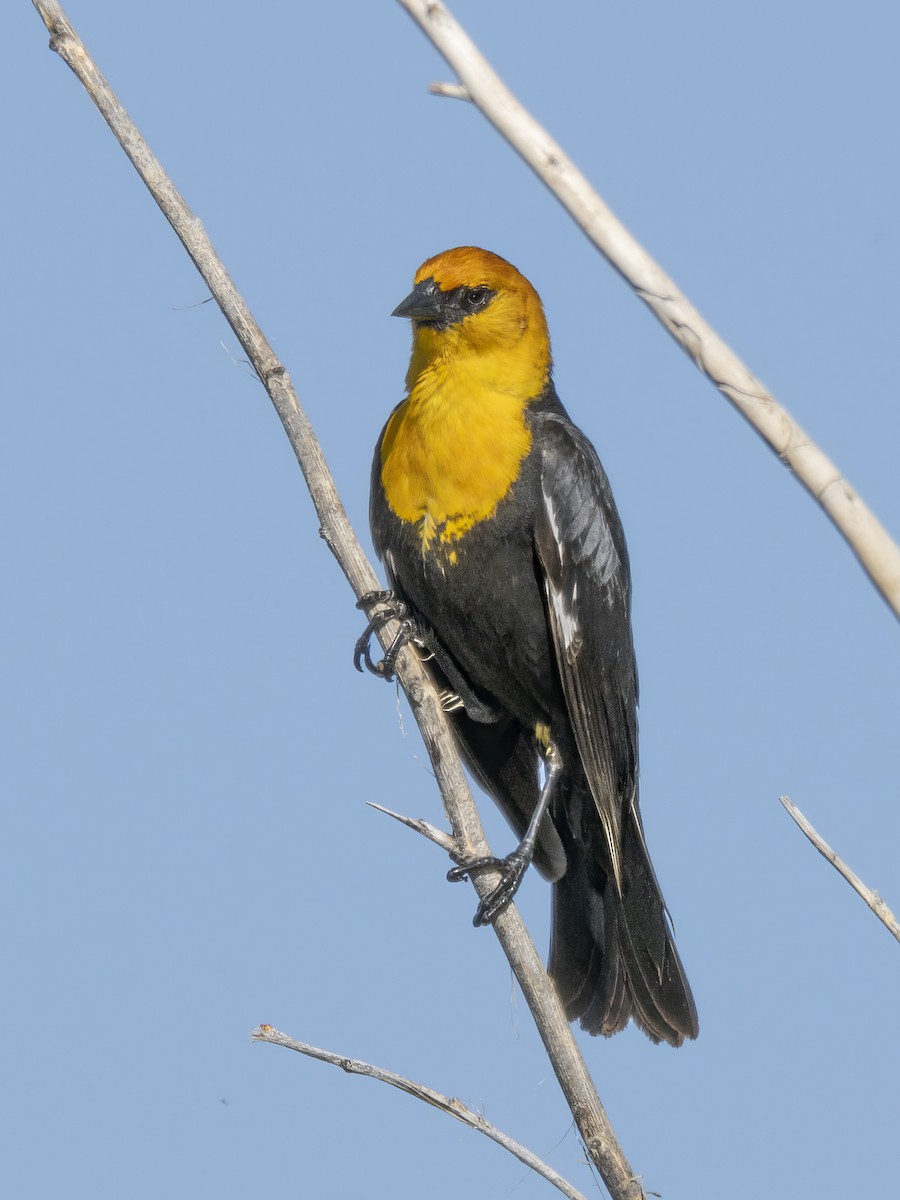 Yellow-headed Blackbird - ML619239264