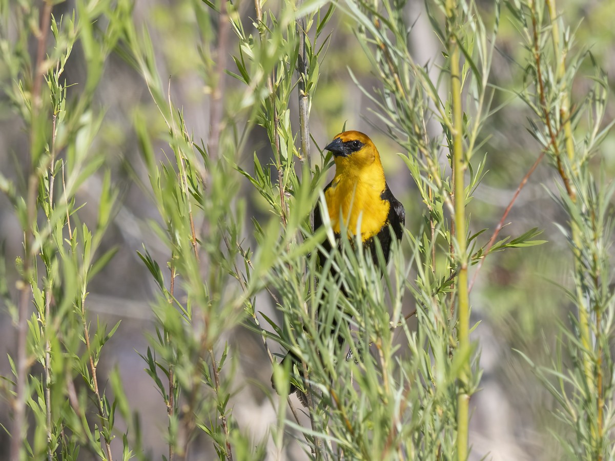 Yellow-headed Blackbird - ML619239265