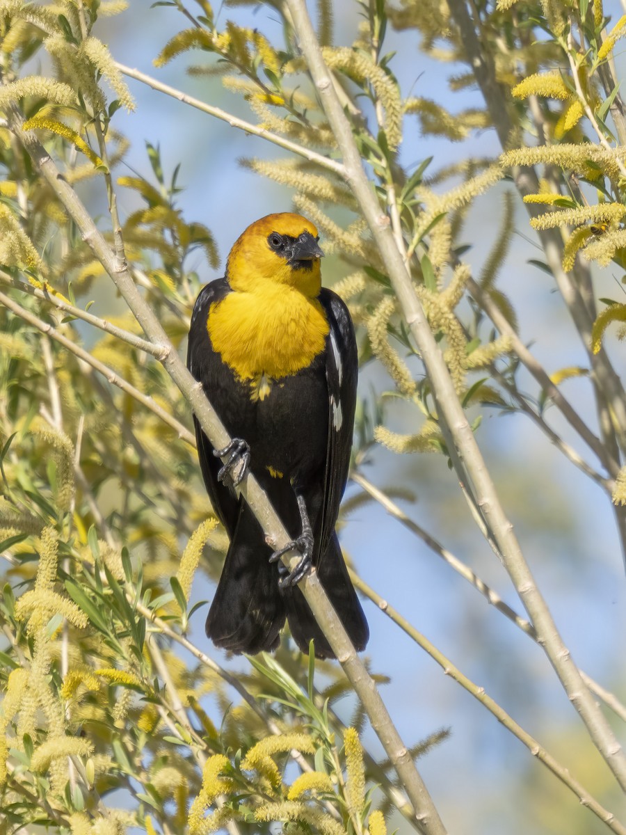 Yellow-headed Blackbird - ML619239266