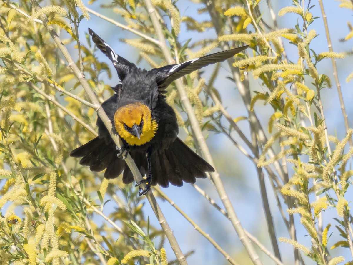 Yellow-headed Blackbird - ML619239267