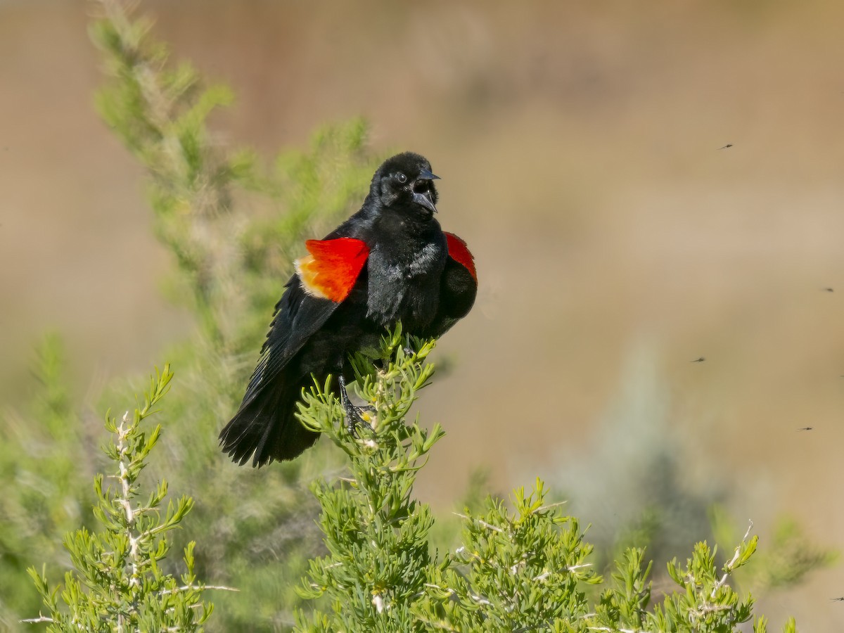 Red-winged Blackbird - ML619239278