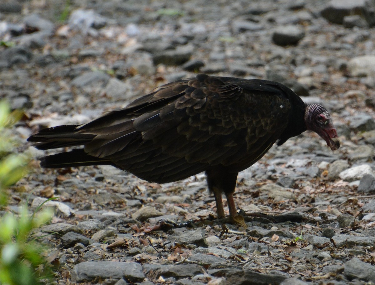 Turkey Vulture - ML619239302