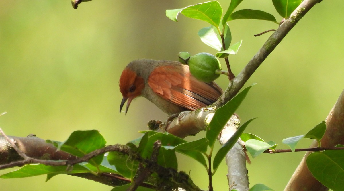 Red-faced Spinetail - ML619239328