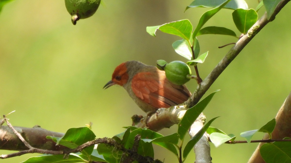 Red-faced Spinetail - ML619239329