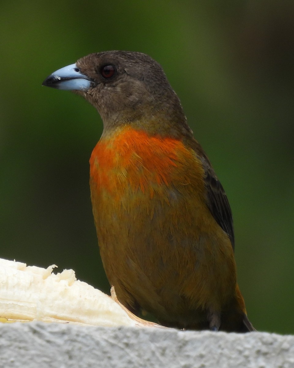 Scarlet-rumped Tanager - ML619239368