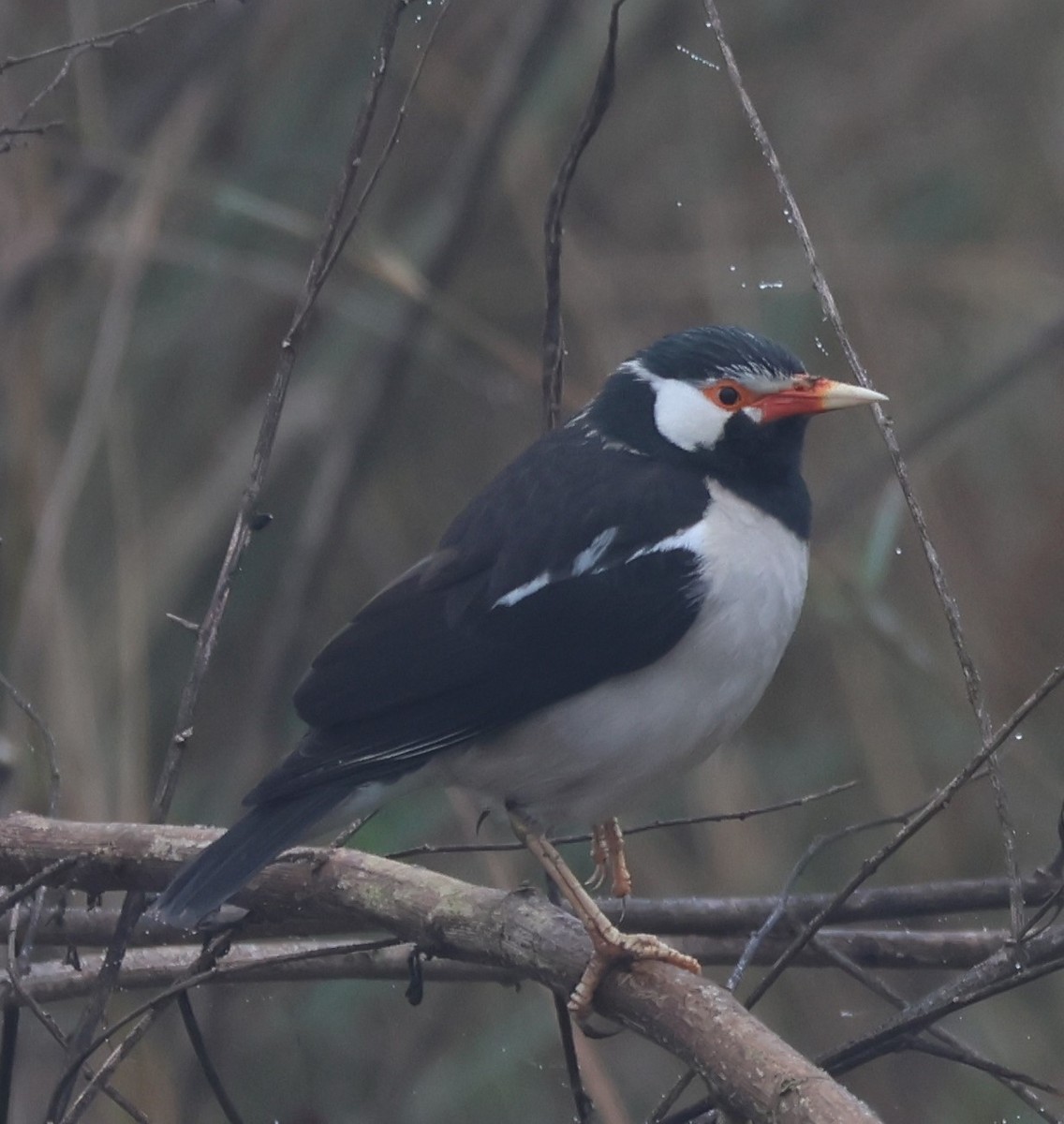 Indian Pied Starling - ML619239369