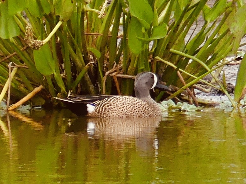Blue-winged Teal - ML619239377