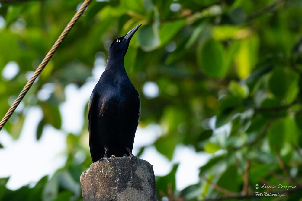 Great-tailed Grackle - ML619239388