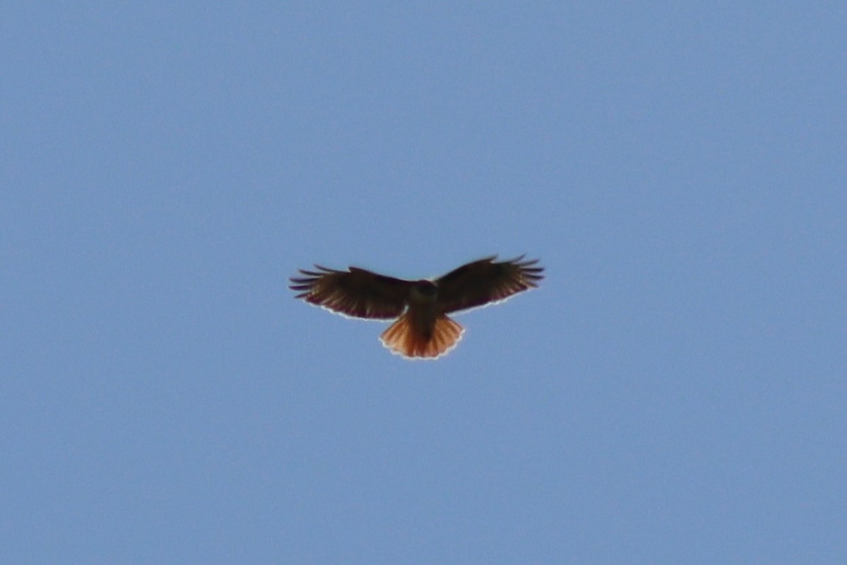 Red-tailed Hawk - ML619239390