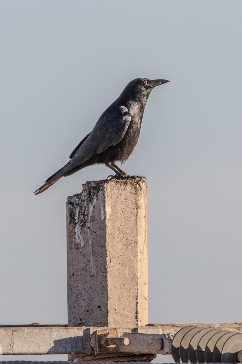 Sinaloa Crow - ML619239419