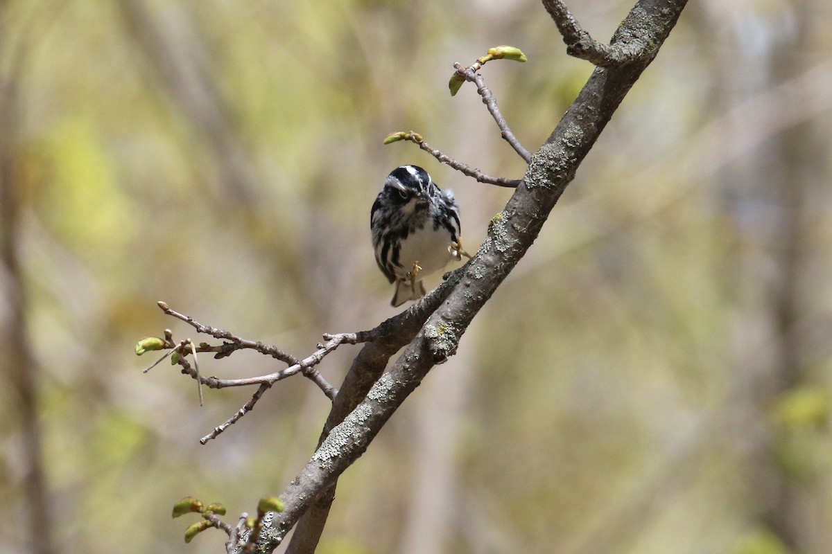 Black-and-white Warbler - ML619239420