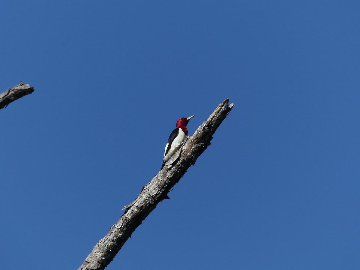 Red-headed Woodpecker - ML619239486