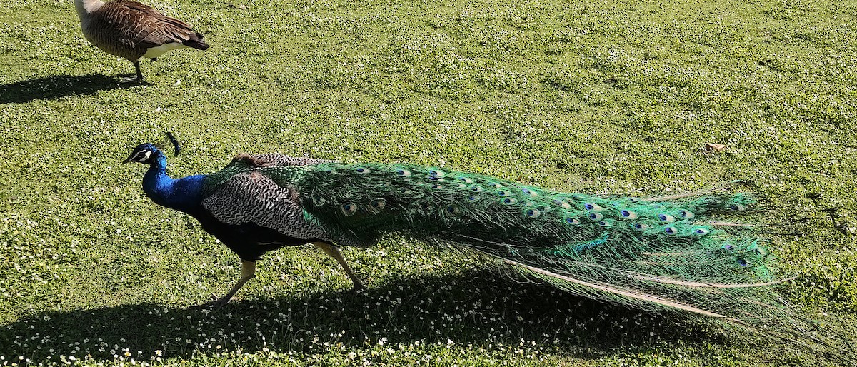Indian Peafowl - ML619239507