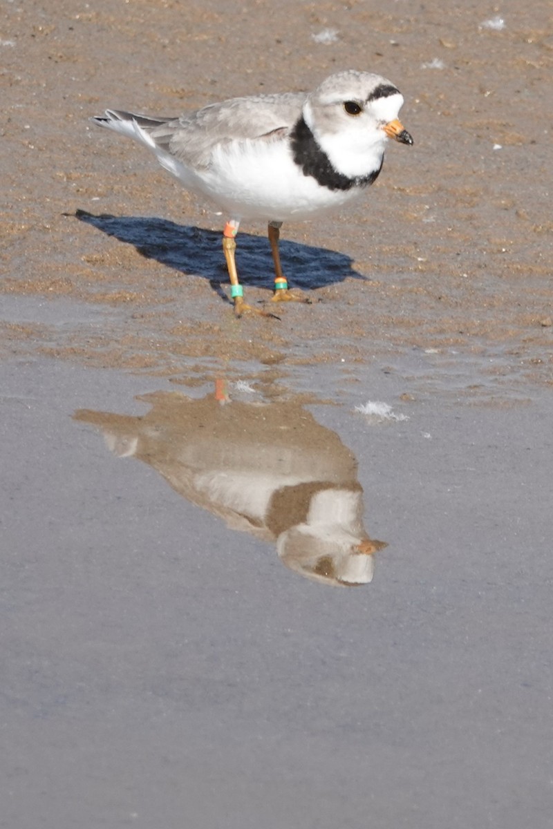 Piping Plover - ML619239520