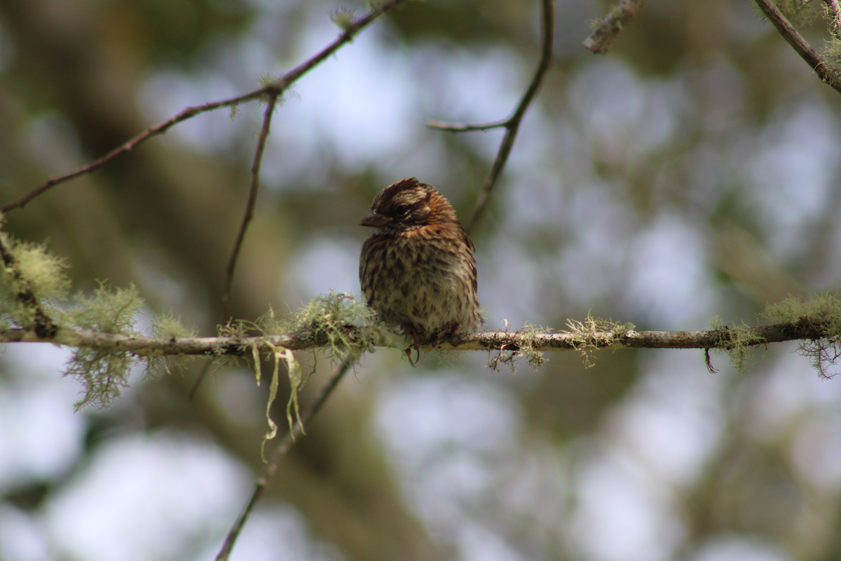 Rufous-collared Sparrow - ML619239561