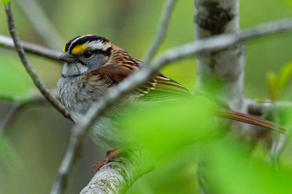 White-throated Sparrow - ML619239580