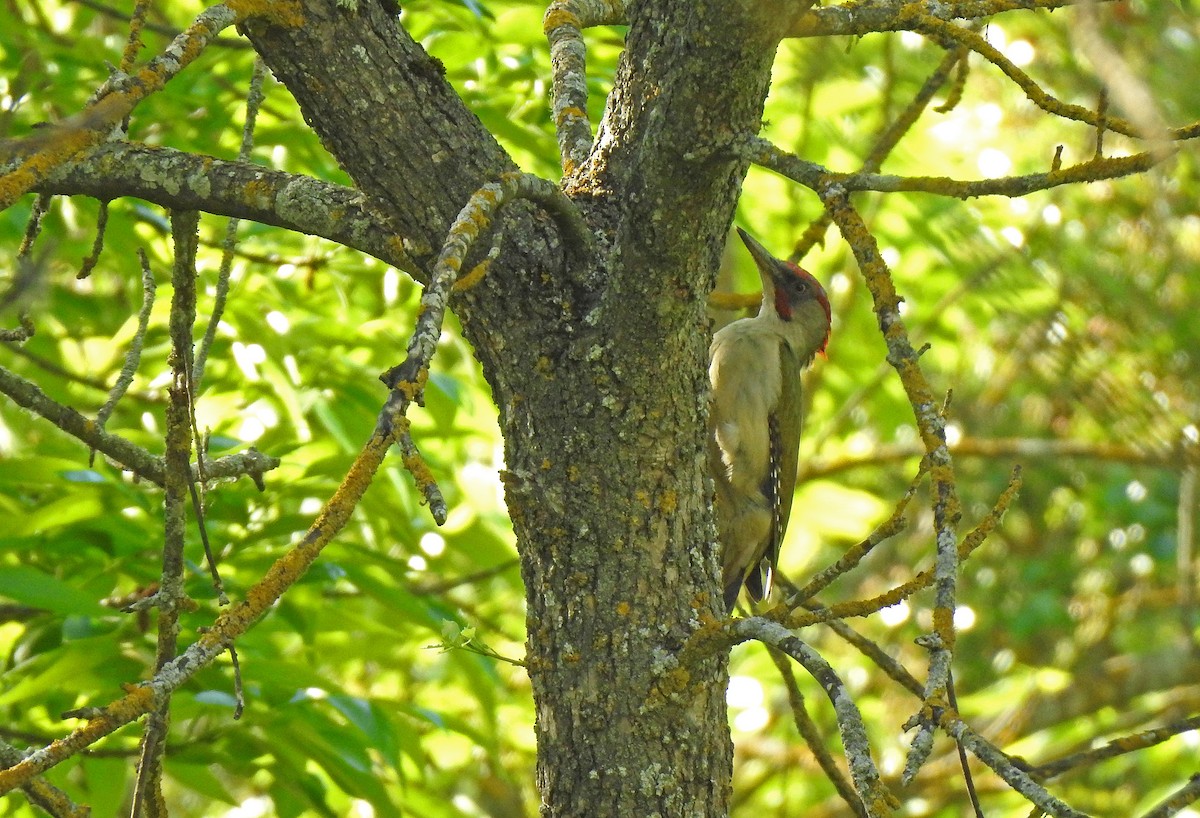 Iberian Green Woodpecker - ML619239586