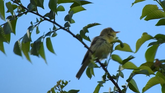 Melodious Warbler - ML619239601