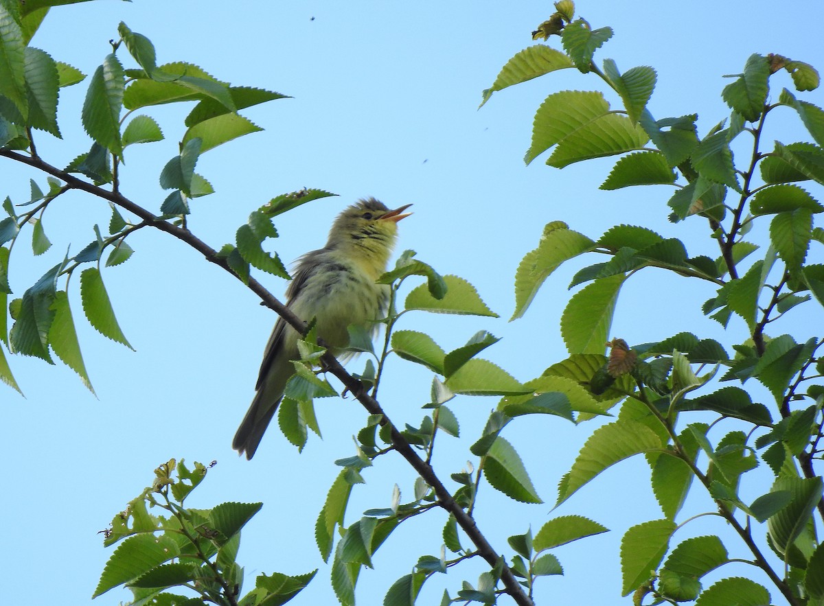 Melodious Warbler - ML619239602