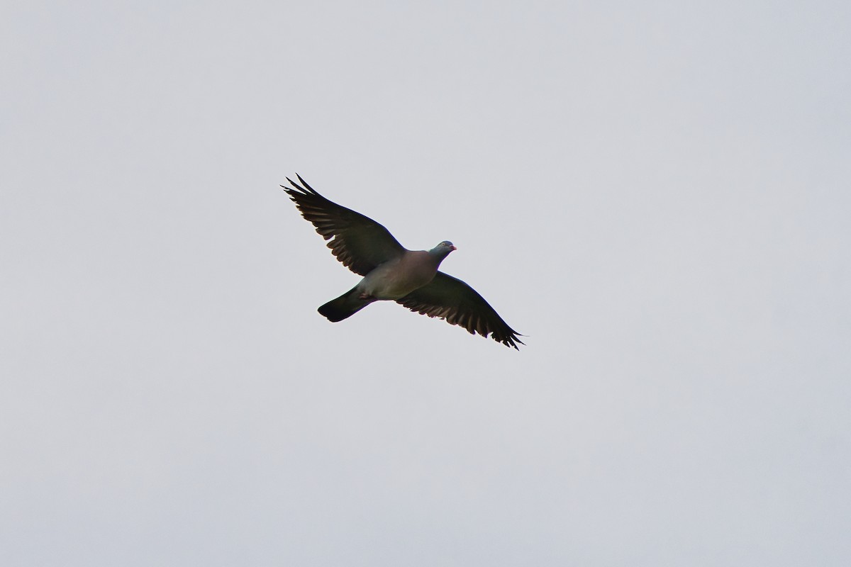 Common Wood-Pigeon - ML619239634