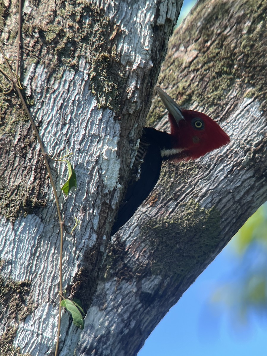 Pale-billed Woodpecker - ML619239645
