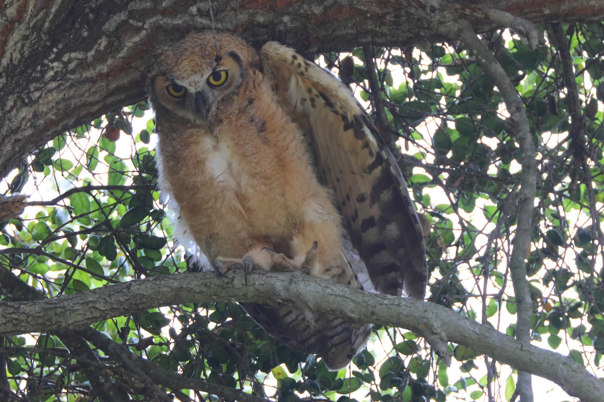 Great Horned Owl - ML619239730
