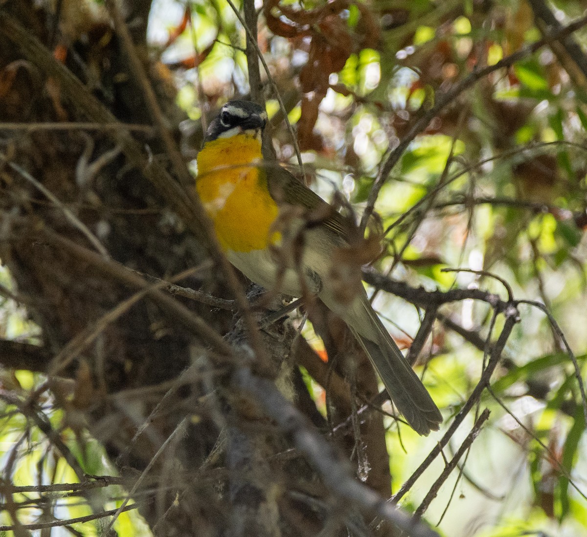 Yellow-breasted Chat - ML619239738