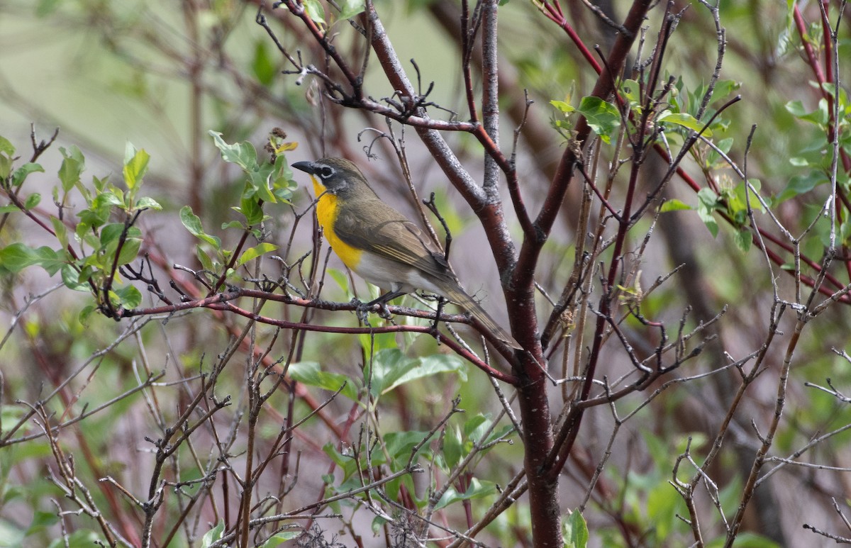 Yellow-breasted Chat - ML619239739