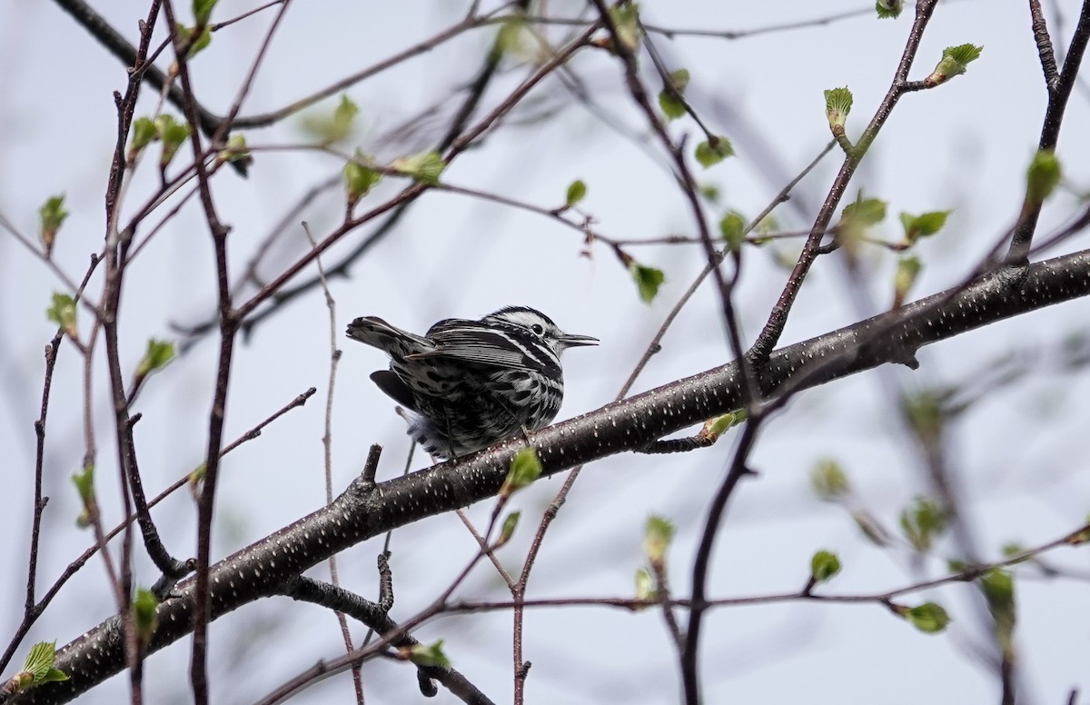 Black-and-white Warbler - ML619239785